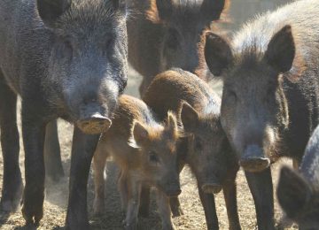 PUNE PIG DEATH NEWS: विष प्रयोग केल्याने पुण्यात अनेक डुकरांचा ?; पोस्टमार्टम रिपोर्टमधून धक्कादायक कारण समोर