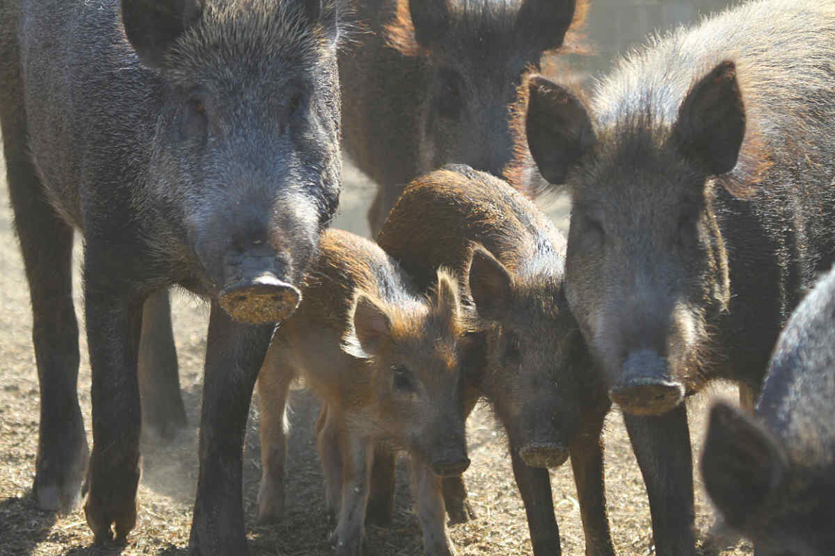 PUNE PIG DEATH NEWS: विष प्रयोग केल्याने पुण्यात अनेक डुकरांचा ?; पोस्टमार्टम रिपोर्टमधून धक्कादायक कारण समोर