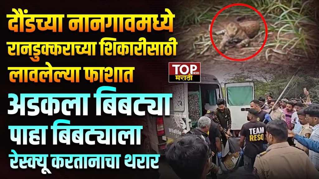 DAUND NANGAON BIBTYA NEWS: दौंड तालुक्यातील नानगाव परिसरात"रानडुक्कराच्या शिकारीसाठी लावलेल्या फाशात एक बिबट्या अडकला... ही घटना पाहण्यासाठी शेकडो लोकांनी गर्दी केल्याने वाहतूक कोंडी झाली. अखेर वनविभागाने आणि ‘रेसक्यू टीम’ने संयुक्त मोहिम राबवत बिबट्याची सुटका केली