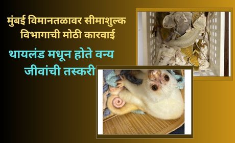 Wildlife Smuggling Shock at Mumbai Airport: Major Customs Operation at Mumbai Airport