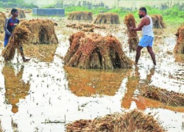 MARATHWADA HEAVY RAIN: यंदाच्या पावसाळ्यात अतिवृष्टी पुरामुळे शेतकऱ्यांचे मोठे नुकसान झाले असून या बाधित शेतकऱ्यांच्या पाठीशी शासन खंबीरपणे उभे आहे.