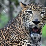Leopard Attack Shirur: 5-Year-Old Girl Killed in Leopard Attack; Panic Grips the Area