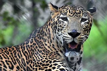 Leopard Attack Shirur: 5-Year-Old Girl Killed in Leopard Attack; Panic Grips the Area