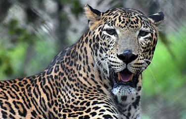 Leopard Attack Shirur: 5-Year-Old Girl Killed in Leopard Attack; Panic Grips the Area