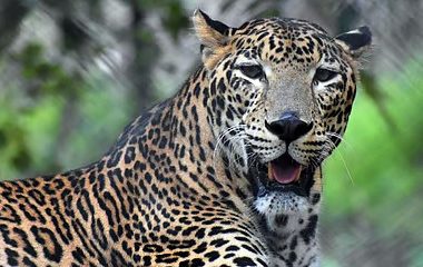 Leopard Attack Shirur: 5-Year-Old Girl Killed in Leopard Attack; Panic Grips the Area