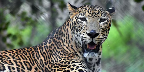 Leopard Attack Shirur: 5-Year-Old Girl Killed in Leopard Attack; Panic Grips the Area