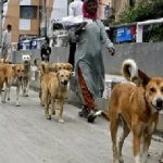 KALYANI NAGAR DOG NEWS: Dog Dies Due to Pet Shop's Negligence