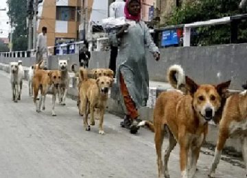 KALYANI NAGAR DOG NEWS: Dog Dies Due to Pet Shop's Negligence