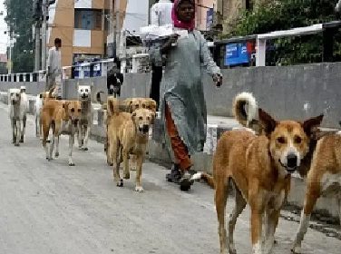 KALYANI NAGAR DOG NEWS: Dog Dies Due to Pet Shop's Negligence