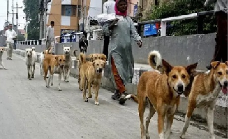KALYANI NAGAR DOG NEWS: Dog Dies Due to Pet Shop's Negligence
