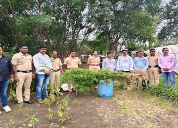 Beed Ganja Seizure: Police Raid Ganja Farm in Malegaon, Approx. ₹12 Lakh Worth of Cannabis Seized