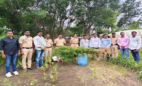 Beed Ganja Seizure: Police Raid Ganja Farm in Malegaon, Approx. ₹12 Lakh Worth of Cannabis Seized