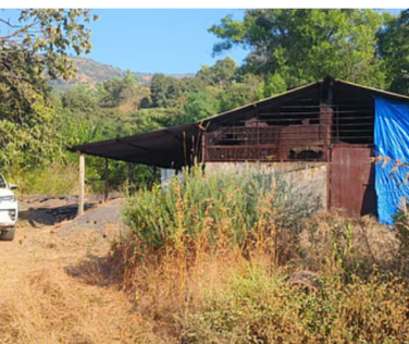 SATARA NEWS:  सातारा जिल्ह्यातील (SATARA NEWS) जावळी तालुक्यातील सावरी गावात एमडी ड्रग्ज बनवणाऱ्या कारखान्यावर मुंबई क्राईम ब्रँचने मोठी कारवाई केली आहे. या कारवाईत 15 कोटींचा एमडी ड्रग्जचा साठा जप्त करण्यात आला.